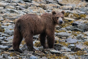 Grizzlybär am Ufer Katmais, Alaska