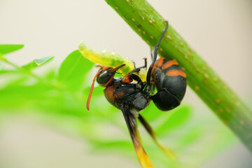 A wasp perched on a stalk pounces on its prey