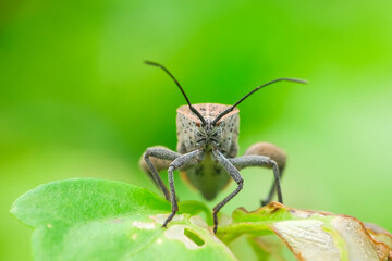 Leaf-footed Bugs (Family Coreidae) on the leaves. Macro shooting
