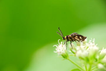 Wasp moth sucking nectar on a flower	
