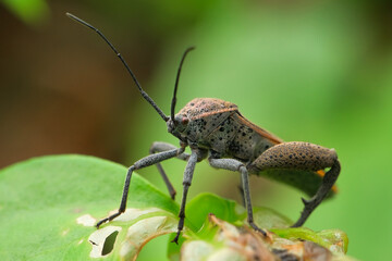 Leaf-footed Bugs (Family Coreidae) on the leaves. Macro shooting