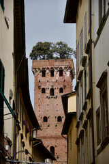 Guinigi tower with roof garden in Lucca