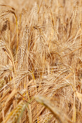 Agriculture - gros plan sur des épis d'orge mûr dans un champ de céréales avant la récolte