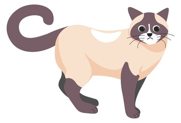 Siamese kitten, feline animal cat domestic pet
