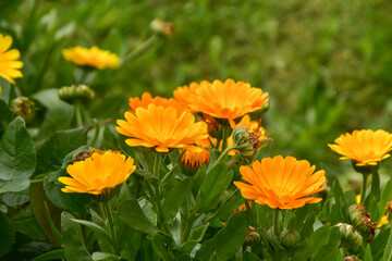 colorful flowers on the Aran Islands in Ireland