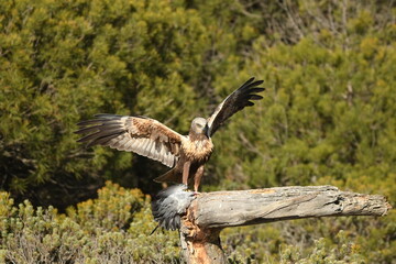 lagoon eagle in the mountains of Avila. Avila.Spain