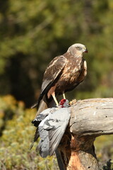 lagoon eagle in the mountains of Avila. Avila.Spain