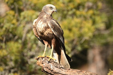 lagoon eagle in the mountains of Avila. Avila.Spain