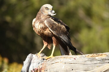 lagoon eagle in the mountains of Avila. Avila.Spain