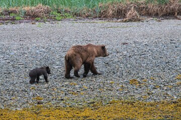 Bärenmutter mit Springcub  am Strand - Der kleine Grizzlybär ist erst vier Monate alt