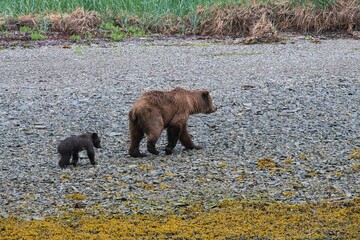 Obraz na płótnie Canvas Bärenmutter mit Springcub am Strand - Der kleine Grizzlybär ist erst vier Monate alt