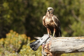 lagoon eagle in the mountains of Avila. Avila.Spain