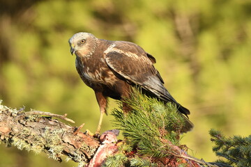lagoon eagle in the mountains of Avila. Avila.Spain