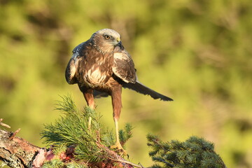 lagoon eagle in the mountains of Avila. Avila.Spain
