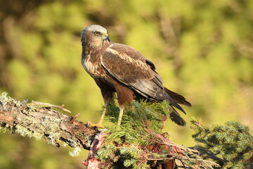 lagoon eagle in the mountains of Avila. Avila.Spain