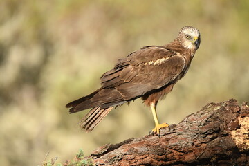lagoon eagle in the mountains of Avila. Avila.Spain