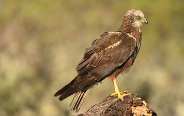 lagoon eagle in the mountains of Avila. Avila.Spain