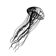 Hand drawn jellyfish vector. Sea nettle; sea jelly; medusa ink illustration.