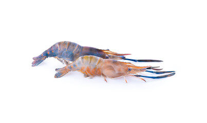 Fresh large river prawns (Asian) isolated on white background.