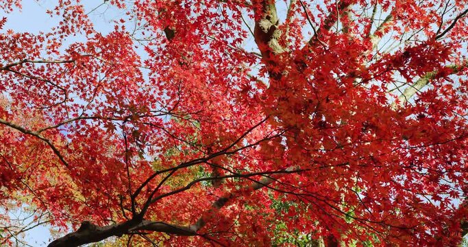 Momiji leaves Sunny Day Autumn Japan FIX | 晴れの日の紅葉　日本の秋  ミドル フィックス