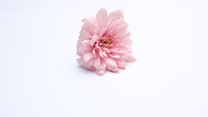 pink flowers and white flowers isolated on white background