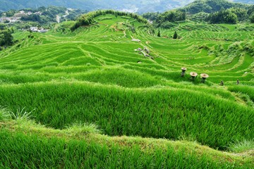 Obraz premium photo of rural terraced fields, China, Zhejiang Province