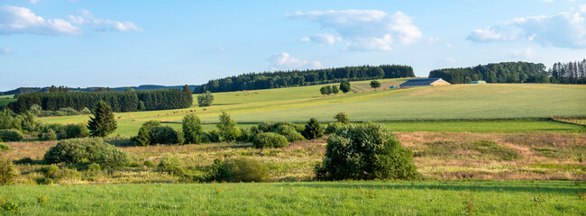 countryside landscape with cows in southern part of hautes fagnes between vielsalm and sankt vith...
