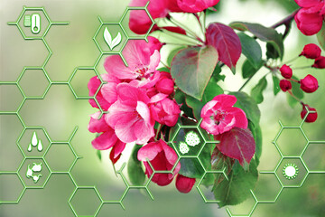 Smart and natural eco-friendly gardening. Blossoming fruit tree and agriculture and gardening...