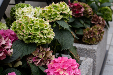 Obraz premium hydrangeas. Hortense. flowers on the street