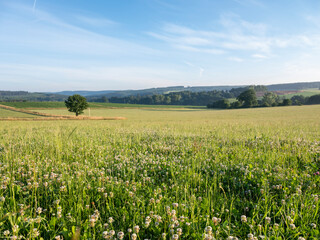 clover field in rural landscape of belgian ardennes between vielsalm and sankt vith