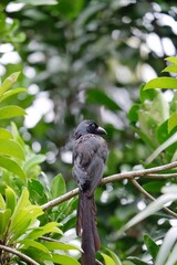 A Racket trailed treepie bird sitting on a tree branch with green leaves background 