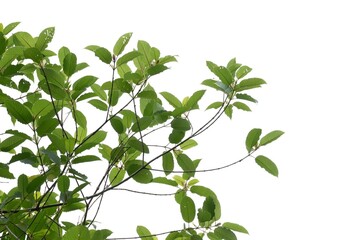 In selective focus a branch of Kratom leaves on white isolated background for green foliage backdrop with copy space