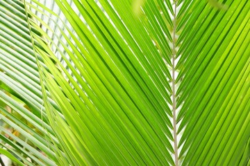 Close up tropical coconut leaves top view with green color