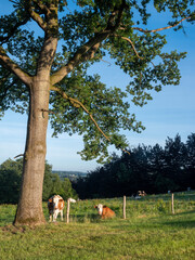cows near oak tree in early morning countryside between sankt vith and vielsalm in belgian ardennes