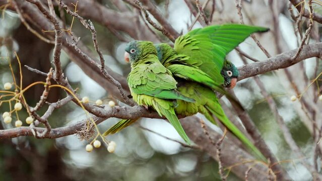Blue-crowned Parakeets ( Thectocercus acuticaudatus) perching on a tree branch while grooming an extening wings, natural habitat. Northern Argentina. Slow Motion video.