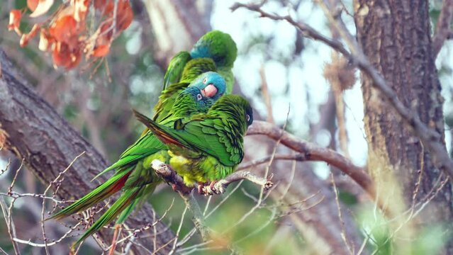 A group of Blue-crowned Parakeets ( Thectocercus acuticaudatus) perching on a tree branch while grooming, natural habitat. Northern Argentina. Slow Motion video.