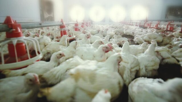 Close Up Track Shot of Chicken Poultry Farm in Day Light.