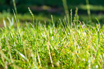 a meadow in summer in close-up