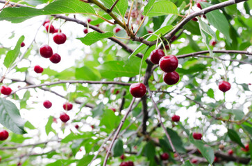 Many ripe red cherries on a tree branch. The concept of harvesting. Horizontal orientation. Selective focus.