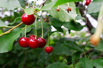 Many ripe red cherries on a tree branch. The concept of harvesting. Horizontal orientation. Selective focus. copy space.