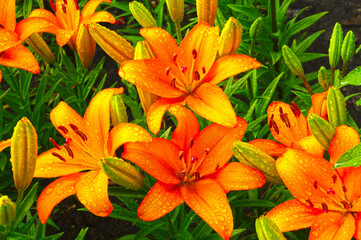 Beautiful flowering lilies