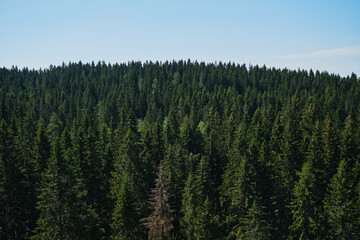 One dry dead spruce in midst of dense green young fresh forest. Nature of Karelia, Russia. View of coniferous summer forest from air. Minimalistic background with treetops, aerial view.