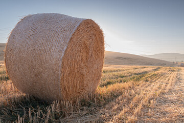 A Bale of hay in a field, in golden hour (morning) light