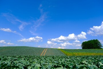 Fototapeta na wymiar 青空と白い雲の下に広がるキャベツ畑