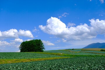 青空と白い雲の下に広がるキャベツ畑