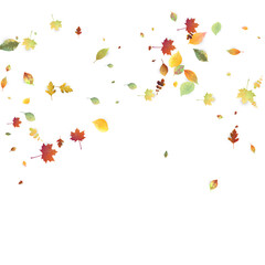 Leaves Falling Autumn Foliage Chaotic Leaf Flying