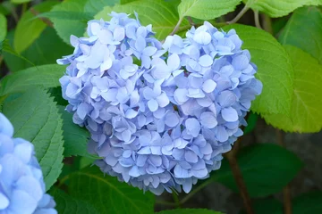 Tuinposter heart shaped hydrangea in full blooming © 百合 須藤