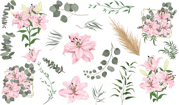 Vector grass and flower set. Eucalyptus, different plants and leaves, dry wood. Pink lily flowers, branches with flowers, compositions with gold frames 