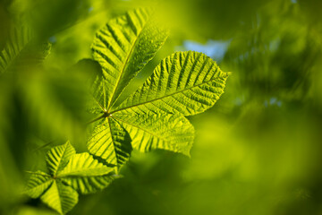 Chestnut leaves against sky. Green leaves and blue sky. Details of nature in summer.