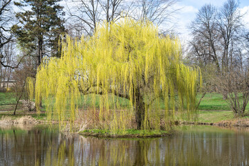 spring weeping willow tree Salix babylonica by the pond in the park